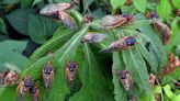 'Apocalipsis' de cigarras: miles de millones de insectos, a punto de emerger del suelo