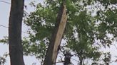 Kansas City firefighters rescue second man stranded in tree this week