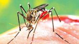 Another dengue case in Gurugram, tally rises to 18