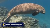 ‘Climate K.O.’ as Thailand’s gentle dugongs die in Andaman Sea
