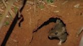 Thousands of rats cause havoc in Queensland amid plague fears: ‘They’re eating everything’