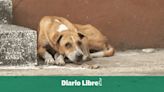 Día del Perro sin Raza: ¿por qué adoptar uno?