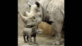 Black rhino baby, a critically endangered species, is born New Year’s Eve at KC Zoo