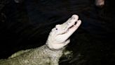 Zoo pulls 70 coins from alligator's stomach, urges visitors not to throw money into exhibits