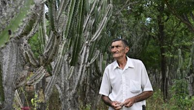 Planting giant cactus to stave off desertification in Brazil