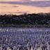 Bombay Hook National Wildlife Refuge