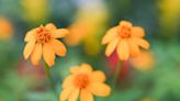 Edible flowers and herbs to go on display at Hong Kong Park (with photos)