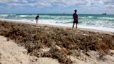 Photos show seaweed 'blob' washing ashore in Florida