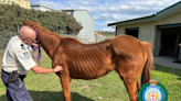 Woman convicted of animal cruelty after horses starve on NSW property