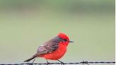 Extremely rare bird spotted on Cape Cod for first time