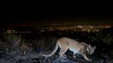 The other Angelenos: What a naturalist's survey of Los Angeles wildlife reveals