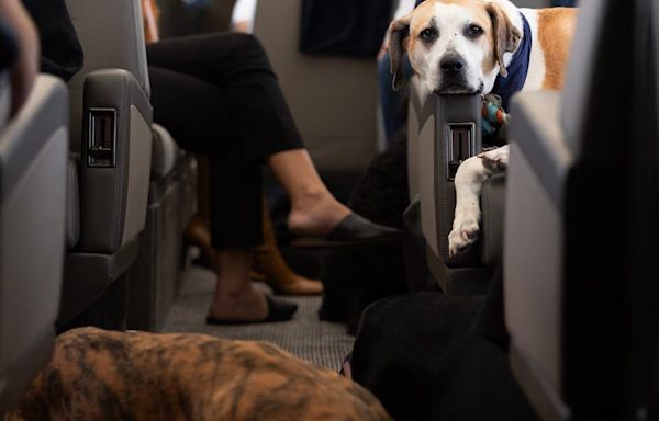 When pups fly: BARK Air, the world's first airline for dogs, take first flight