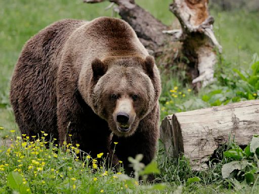 Surprise attack by grizzly leads to closure of a Grand Teton National Park mountain