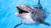 Dolphin Returns to Dock to Greet Golden Retriever in Real-Life Disney Story