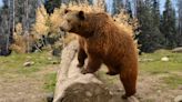 "This doesn’t happen that often" – watch as Yellowstone grizzly bear "supermom" crosses log with five cubs in tow