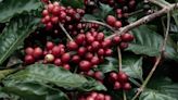 Preço do café robusta atinge novo recorde em abril