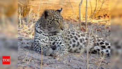 Machia Safari Park closed for visitors due to leopard’s presence | Jodhpur News - Times of India