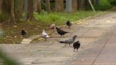 大安區公園男「餵鴿抓捕」 目擊民眾憂野鴿恐遭捏斃