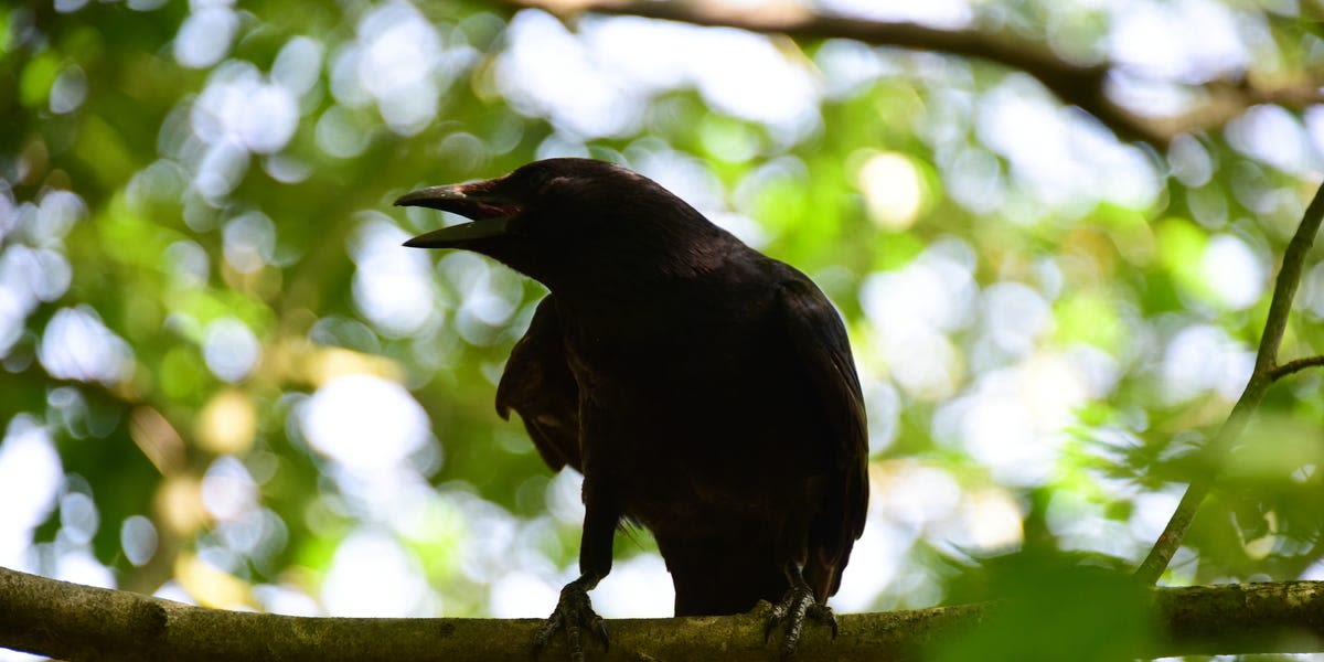 Crows Have Been Keeping an Incredible Secret: They Can Count Out Loud Like Human Toddlers