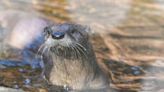 Maryland Zoo welcomes new river otter