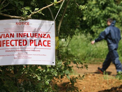 Does H5N1 avian influenza have pandemic potential?