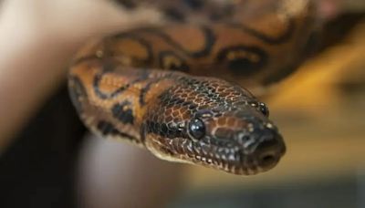 Snake Thought To Be Male Gives Birth To 14 Snakelets