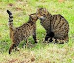 Scottish wildcat