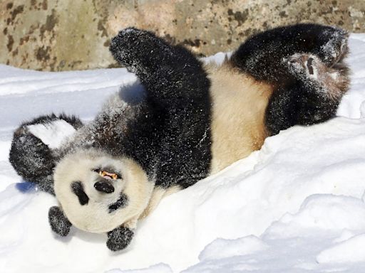 A Finland zoo is returning two giant pandas to China – here’s why