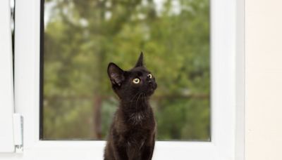 Foster Kitten Climbing Window Blinds Defies Landlord's Pet Rules Like a Boss