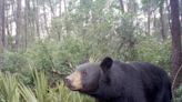 Bear legislation is designed to protect the animal – and humans