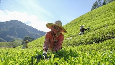 Malaysia’s first highlands tea garden and largest tea producer Boh turns 95