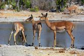 Watering hole