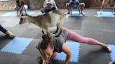 Goat yoga offered in Lancaster County: what is it?
