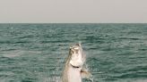 It’s almost tarpon fishing season in Florida! Here’s what to know, tournaments near you