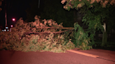 Tree comes down, blocking road on Pittsburgh’s North Side