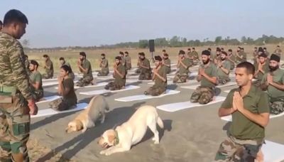 Watch: Army Dogs Join Yoga Day Celebrations At Indo-Pak Border