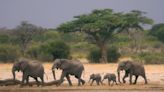 African wildlife parks face climate, infrastructure threats