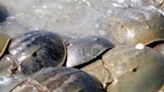 Horseshoe crabs also nest in marshes, research finds