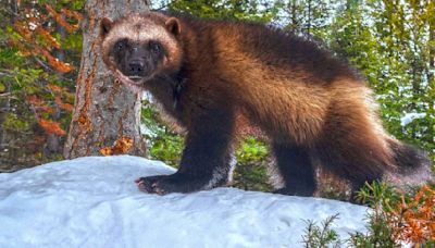 Gov. Jared Polis signs bills to reintroduce wolverines in Colorado, boost wildfire mitigation