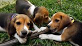 Virginia company that bred beagles for research to pay historic $35M fine