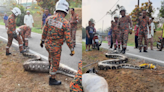 Johor Fire Dept catches 80kg python after it swallowed goat in Kulai