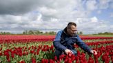 Climate change, Brexit threaten to wilt Dutch tulips