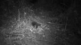 Rare egg-laying mammal named after Attenborough caught on film for first time