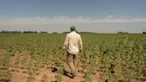 Argentina lanza “dólar Malbec” en impulso a exportación agrícola