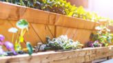 Les 5 signes qui prouvent que vos jardinières sont trop petites pour vos plantes