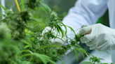 DEA's Move To Reclassify Cannabis Seen As 'Significant,' But Fails To Resolve State-Federal Conflict