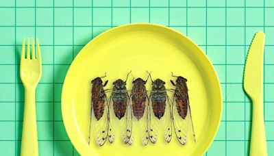 You Can and Should Eat Cicadas—Here's How