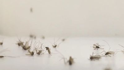 El riesgo de transmisión local de la malaria en España es "muy bajo", según un estudio