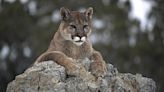 Mountain Lion Euthanized After Attacking Trail Runners in Utah