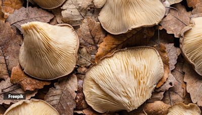 Ever heard of snow fungus? Chinese call it the ‘fountain of youth’